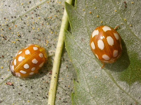 Halyzia sedecimguttata vs Calvia decemguttata Found these two on the same branch of a tree, one day several years back, so decided to make them pose together.  Calvia decemguttata,Coccinellidae,Coleoptera,Halyzia sedecimguttata,Ladybird,Ladybird ID help,nl: Meeldauwlieveheersbeestje,nl: Tienvleklieveheersbeestje