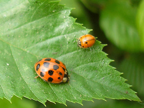 Harmonia axyridis vs Adalia decempuntata - size difference Depending on the number of spots developed, these two can look very similar on photographs. In the field it is hardly ever a problem as on average the two species differ sufficiently in size to not get them confused.  Adalia decempunctata,Coccinellidae,Coccinellinae,Coleoptera,Harmonia axyridis,Ladybird ID help,nl: Aziatisch lieveheersbeestje,nl: Tienstippelig lieveheersbeestje