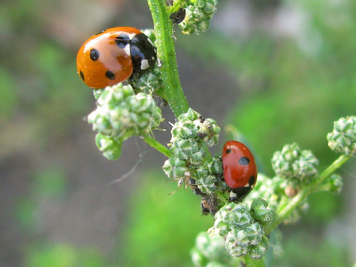 Coccinella septempunctata vs Coccinella quinquepunctata Two congeners together, for size comparison. The Five-spot can sometimes have an extra spot in front (tiny one on the image below), making it look a lot more like the Seven-spot. In that case the size can be helpful. <br />
<figure class="photo"><a href="https://www.jungledragon.com/image/54266/seven_spotted_five-spot_ladybird.html" title="Seven spotted Five-spot Ladybird"><img src="https://s3.amazonaws.com/media.jungledragon.com/images/3043/54266_thumb.jpg?AWSAccessKeyId=05GMT0V3GWVNE7GGM1R2&Expires=1759968010&Signature=yeIx%2FKdH8Oi1sIIHXwRmBvbDQyg%3D" width="200" height="134" alt="Seven spotted Five-spot Ladybird Not the best image, but showing a "Five-spot Ladybird" (Coccinella quinquepunctata) with typical extra spot (small here) per elytron, opening an avenue for confusion with the much larger "Seven-spot" (Coc. septempunctata).<br />
In that case the size difference between the species can be helpful:<br />
https://www.jungledragon.com/image/54351/coccinella_septempunctata_vs_coccinella_quinquepunctata.html Coccinella,Coccinella quinquepunctata,Coccinellidae,Coccinellinae,Coleoptera,Five-spot Ladybird,nl: Vijfstippelig lieveheersbeestje" /></a></figure> Coccinella quinquepunctata,Coccinella septempunctata,Coccinellidae,Coccinellinae,Coleoptera,Five-spot Ladybird,Ladybird ID help,nl: Vijfstippelig lieveheersbeestje,nl: Zevenstippelig lieveheersbeestje