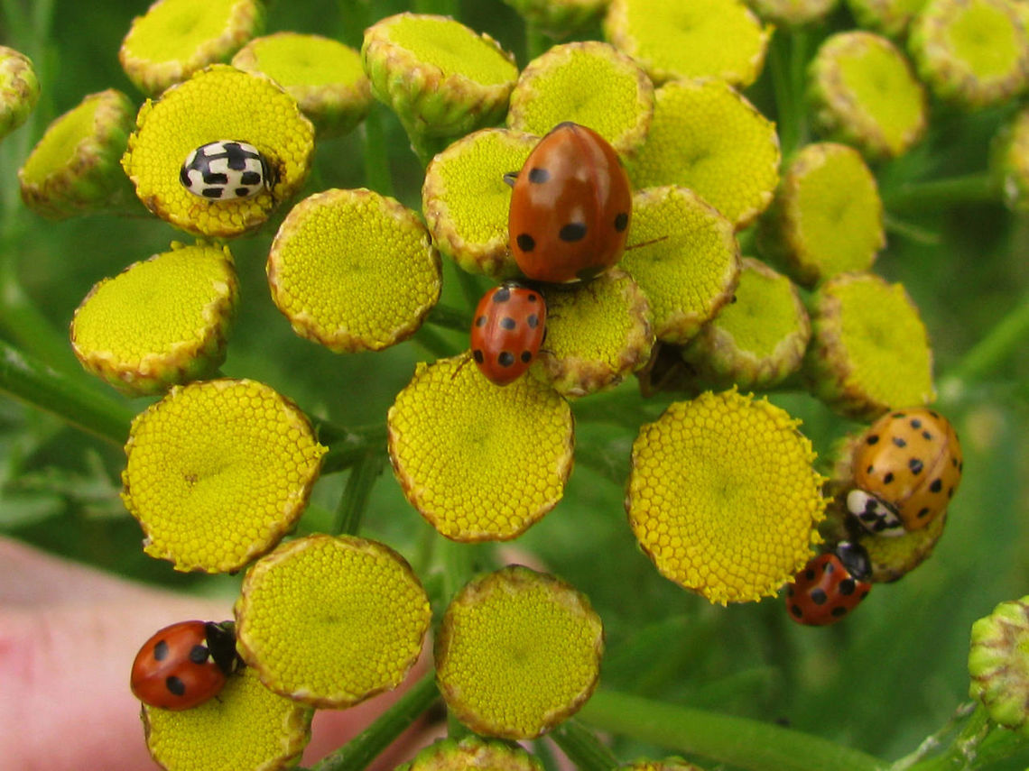 Coccinellidae - 5 species Not the best/sharpest picture, but a nice "family dinner" showing size differences between a few species.<br />
Remark: This image was also used on page 175 in the book "Marienk&auml;fer, Coccinellidae" (5th edition, 2022) by Klausnitzer et al. Die Neue Brehm-B&uuml;cherei, Band 451. <a href="https://www.neuebrehm.de/buecher/766-marienkaefer" rel="nofollow">https://www.neuebrehm.de/buecher/766-marienkaefer</a> Coccinella quinquepunctata,Coccinella septempunctata,Coccinella undecimpunctata,Coccinellidae,Coccinellinae,Harmonia axyridis,Propylea quatuordecimpunctata,nl: Aziatisch lieveheersbeestje,nl: Elfstippelig lieveheersbeestje,nl: Schaakbordlieveheersbeestje,nl: Vijfstippelig lieveheersbeestje,nl: Zevenstippelig lieveheersbeestje