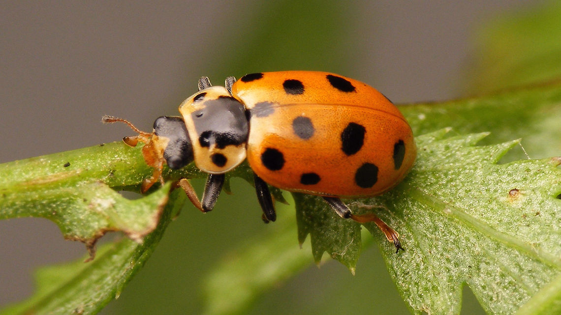 Hippodamia tredecimpunctata Hippodamia tredecimpunctata with fully developed colours Coccinellidae,Coccinellinae,Coleoptera,Hippodamia,Hippodamia tredecimpunctata,Ladybird,Thirteen-spotted lady beetle,nl: Dertienstippelig lieveheersbeestje