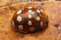 Calvia quatuordecimguttata Different shots of same beetle here:<br />
https://www.jungledragon.com/image/54355/calvia_quatuordecimguttata_-_mugshot.html<br />
https://www.jungledragon.com/image/54356/calvia_quatuordecimguttata_-_ventral.html Calvia,Calvia quatuordecimguttata,Coccinellidae,Coccinellinae,Coleoptera,Cream-spot ladybird,Ladybird,nl: Roomvleklieveheersbeestje