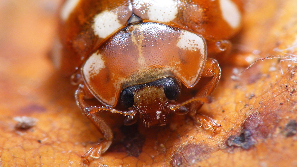 Calvia quatuordecimguttata - mugshot Portrait of a Cream-spot ladybird (Calvia quatuordecimguttata). Note the black band on the head that easily sets this one off from the other &quot;Bambi&quot; Ladybirds.<br />
Different shots of same beetle here:<br />
<figure class="photo"><a href="https://www.jungledragon.com/image/54354/calvia_quatuordecimguttata.html" title="Calvia quatuordecimguttata"><img src="https://s3.amazonaws.com/media.jungledragon.com/images/3043/54354_thumb.jpg?AWSAccessKeyId=05GMT0V3GWVNE7GGM1R2&Expires=1759968010&Signature=aVpT%2Fvn0i0%2FXLjz3KwpGK2ZMZGY%3D" width="200" height="134" alt="Calvia quatuordecimguttata Different shots of same beetle here:<br />
https://www.jungledragon.com/image/54355/calvia_quatuordecimguttata_-_mugshot.html<br />
https://www.jungledragon.com/image/54356/calvia_quatuordecimguttata_-_ventral.html Calvia,Calvia quatuordecimguttata,Coccinellidae,Coccinellinae,Coleoptera,Cream-spot ladybird,Ladybird,nl: Roomvleklieveheersbeestje" /></a></figure><br />
<figure class="photo"><a href="https://www.jungledragon.com/image/54356/calvia_quatuordecimguttata_-_ventral.html" title="Calvia quatuordecimguttata - ventral"><img src="https://s3.amazonaws.com/media.jungledragon.com/images/3043/54356_thumb.jpg?AWSAccessKeyId=05GMT0V3GWVNE7GGM1R2&Expires=1759968010&Signature=j%2Fix4tcDEBd%2BEhHSLSoKjJBDBhM%3D" width="200" height="150" alt="Calvia quatuordecimguttata - ventral Ventral view of a (Calvia quatuordecimguttata)<br />
Different shots of same beetle here:<br />
https://www.jungledragon.com/image/54354/calvia_quatuordecimguttata.html<br />
https://www.jungledragon.com/image/54355/calvia_quatuordecimguttata_-_mugshot.html Calvia,Calvia quatuordecimguttata,Coccinellidae,Coccinellinae,Coleoptera,Cream-spot ladybird,Ladybird,nl: Roomvleklieveheersbeestje" /></a></figure> Calvia,Calvia quatuordecimguttata,Coccinellidae,Coccinellinae,Coleoptera,Cream-spot ladybird,Ladybird,nl: Roomvleklieveheersbeestje