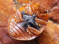 Calvia quatuordecimguttata - ventral Ventral view of a (Calvia quatuordecimguttata)<br />
Different shots of same beetle here:<br />
https://www.jungledragon.com/image/54354/calvia_quatuordecimguttata.html<br />
https://www.jungledragon.com/image/54355/calvia_quatuordecimguttata_-_mugshot.html Calvia,Calvia quatuordecimguttata,Coccinellidae,Coccinellinae,Coleoptera,Cream-spot ladybird,Ladybird,nl: Roomvleklieveheersbeestje