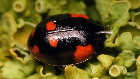 Adalia bipunctata f. sexpustulata Black "sexpustulata" form of the Two-spot Ladybird (hiding its head in a drop of water ;o) Adalia,Adalia bipunctata,Adalia bipunctata f. sexpustulata,Coccinellidae,Coccinellinae,Coleoptera,Ladibird,Two-spot Ladybird,Two-spotted lady beetle,nl: Tweestippelig lieveheersbeestje