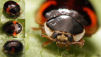 Adalia decempunctata f. bipustulata - collage Ventral view of same beetle here:<br />
https://www.jungledragon.com/image/54363/adalia_decempunctata_f._bipustulata_-_ventral.html Adalia,Adalia decempunctata,Adalia decempunctata f. bipustulata,Coccinellidae,Coccinellinae,Coleoptera,Ladybird,Ten-spotted Ladybird,Ten-spotted lady beetle,nl: Tienstippelig lieveheersbeestje