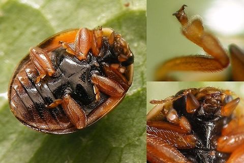 Adalia decempunctata f. bipustulata - ventral Ventral view and some structural details of "bipustulata" form of Ten-spot Ladybird beetle below:
https://www.jungledragon.com/image/54362/adalia_decempunctata_f._bipustulata_-_collage.html Adalia,Adalia decempunctata,Adalia decempunctata f. bipustulata,Coccinellidae,Coccinellinae,Coleoptera,Ladybird,Ten-spotted Ladybird,Ten-spotted lady beetle,nl: Tienstippelig lieveheersbeestje