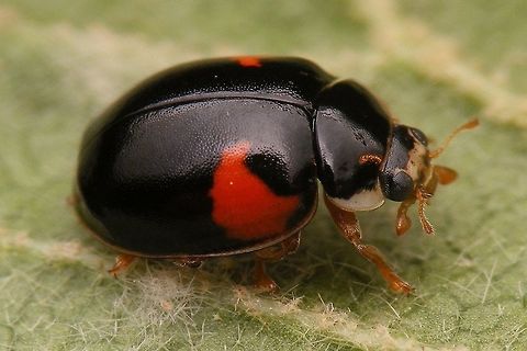 Adalia decempunctata f. bipustulata The "bipustulata" form of the Ten-spot Ladybird (Adalia decempunctata), sometimes also referred too as "bimaculata" or simply as "dark" form. Adalia,Adalia decempunctata,Adalia decempunctata f. bipustulata,Coccinellidae,Coccinellinae,Coleoptera,Ladybird,Ten-spotted Ladybird,Ten-spotted lady beetle,nl: Tienstippelig lieveheersbeestje