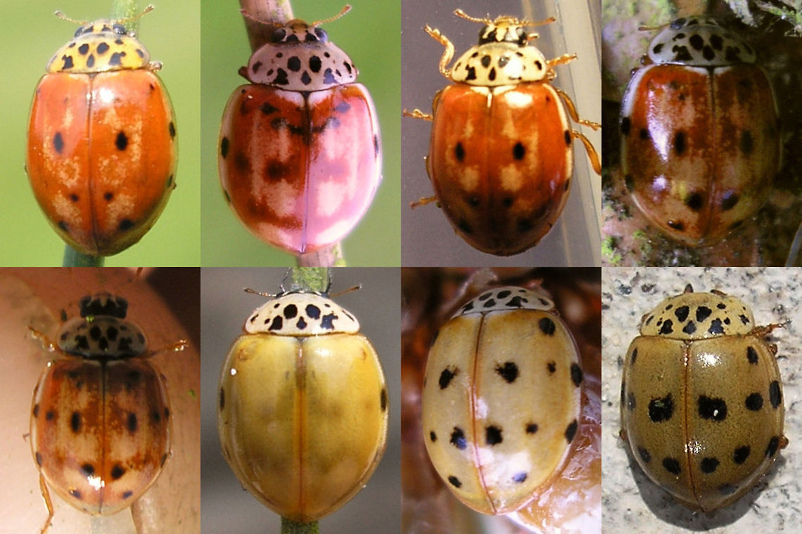 Harmonia quadripunctata - variability Rather old collage of various colour expressions of the Cream-streaked Ladybird (Harmonia quadripunctata) Coccinellidae,Coccinellinae,Coleoptera,Cream-streaked Ladybird,Harmonia,Harmonia quadripunctata,Ladybird,Ladybird ID help,nl: Harlekijnlieveheersbeestje