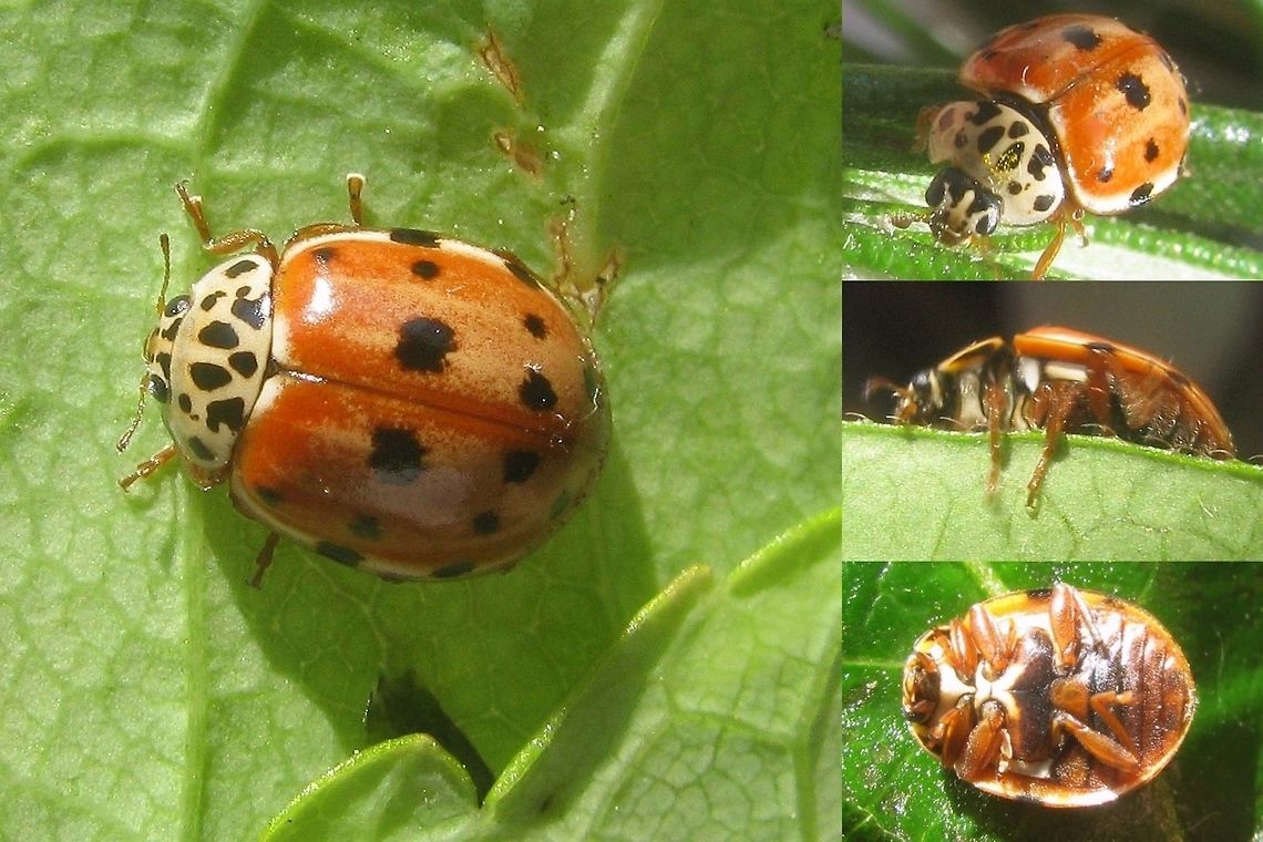 Harmonia quadripunctata - collage Collage with various views, including ventral, of a Cream-streaked Ladybird (Harmonia quadripunctata) Coccinellidae,Coccinellinae,Coleoptera,Cream-streaked Ladybird,Harmonia,Harmonia quadripunctata,Ladybird,nl: Harlekijnlieveheersbeestje