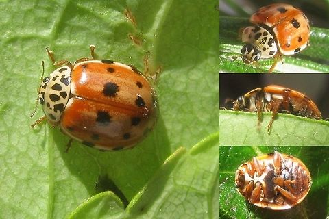 Harmonia quadripunctata - collage Collage with various views, including ventral, of a Cream-streaked Ladybird (Harmonia quadripunctata) Coccinellidae,Coccinellinae,Coleoptera,Cream-streaked Ladybird,Harmonia,Harmonia quadripunctata,Ladybird,nl: Harlekijnlieveheersbeestje