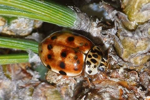 Harmonia quadripunctata on Pine Cream-streaked Ladybird (Harmonia quadripunctata) on a Pine tree (where it belongs ;o) Coccinellidae,Coccinellinae,Coleoptera,Cream-streaked Ladybird,Harmonia,Harmonia quadripunctata,Ladybird,nl: Harlekijnlieveheersbeestje