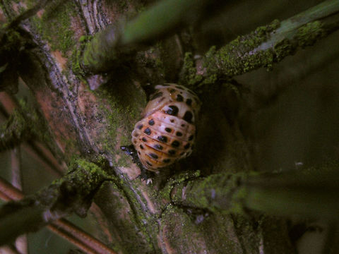 Harmonia quadripunctata pupa on tree Pupa of a Cream-streaked Ladybird (Harmonia quadripunctata) on a Pine tree Coccinellidae,Coccinellinae,Coleoptera,Cream-streaked Ladybird,Harmonia,Harmonia quadripunctata,Ladybird,Pupa,nl: Harlekijnlieveheersbeestje