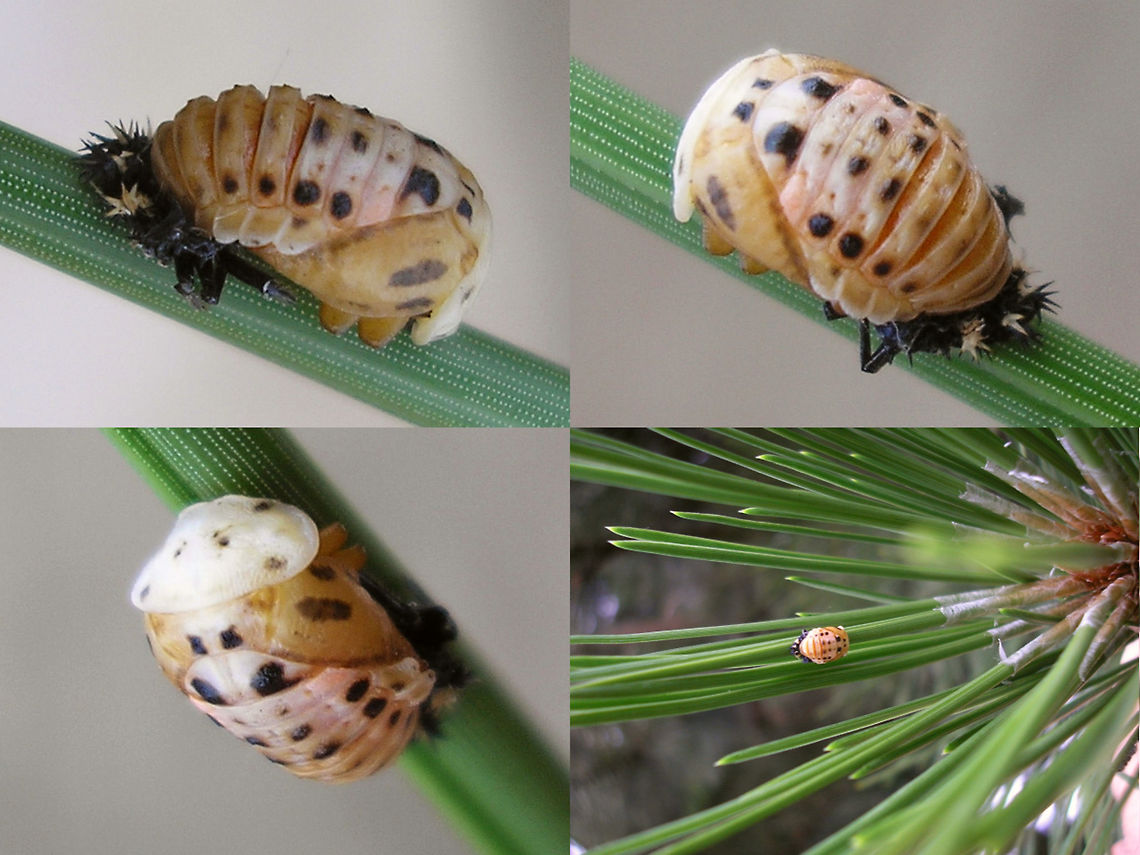 Harmonia quadripunctata - Pupa collage Various viewing angles on a pupa of the Cream-streaked Ladybird (Harmonia quadripunctata) Coccinellidae,Coccinellinae,Coleoptera,Cream-streaked Ladybird,Harmonia,Harmonia quadripunctata,Ladybird,Pupa,nl: Harlekijnlieveheersbeestje