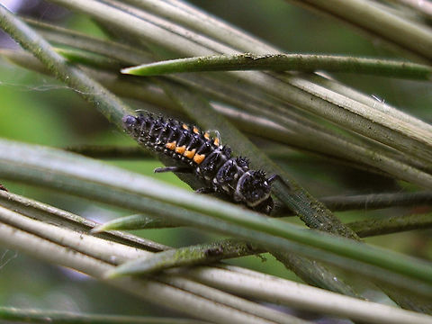 Harmonia quadripunctata - Larva Larva of a Cream-streaked Ladybird (Harmonia quadripunctata), probably late in 3rd stadium. Coccinellidae,Coccinellinae,Coleoptera,Cream-streaked Ladybird,Harmonia,Harmonia quadripunctata,Ladybird,Larva,nl: Harlekijnlieveheersbeestje