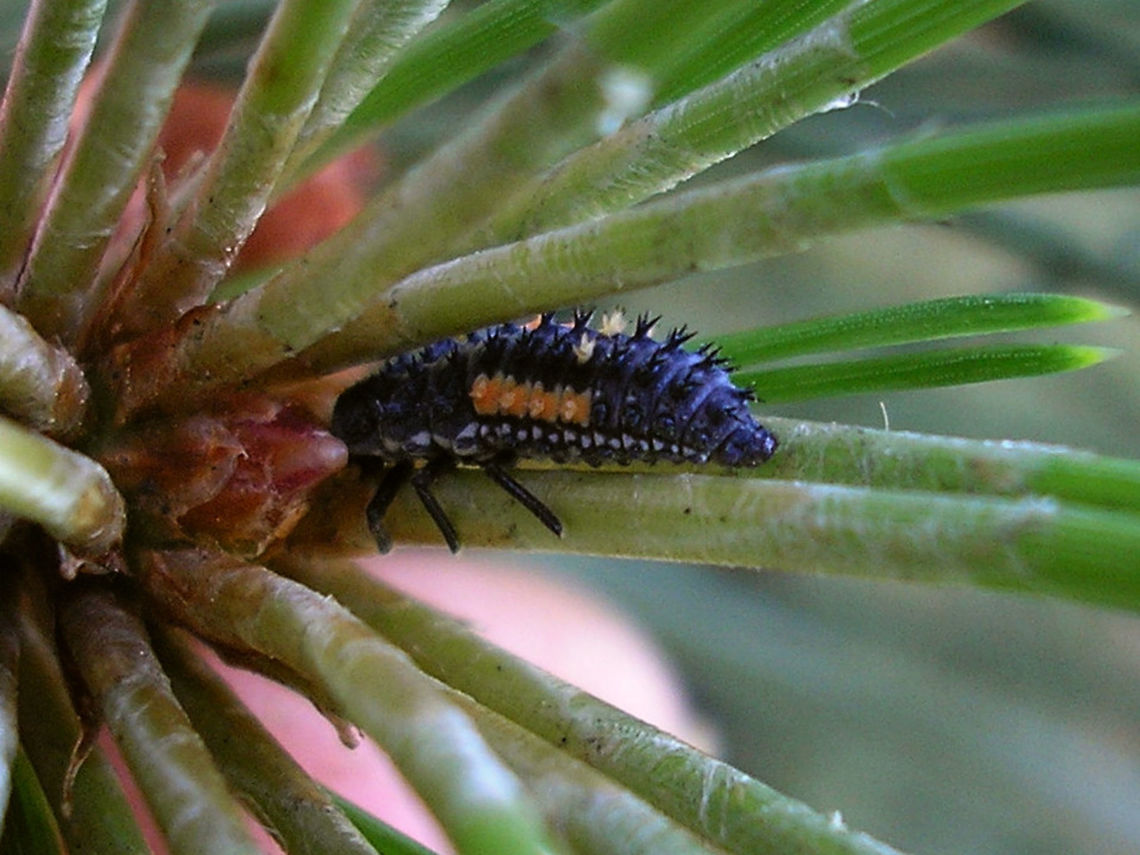 Harmonia quadripunctata - Larva Mature Harmonia quadripunctata larva on Pine tree Coccinellidae,Coccinellinae,Coleoptera,Cream-streaked Ladybird,Harmonia,Harmonia quadripunctata,Ladybird,Larva,nl: Harlekijnlieveheersbeestje