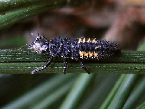 Harmonia quadripunctata - Larva Mature larva of Harmonia quadripunctata  Coccinellidae,Coccinellinae,Coleoptera,Cream-streaked Ladybird,Harmonia,Harmonia quadripunctata,Ladybird,Larva,nl: Harlekijnlieveheersbeestje