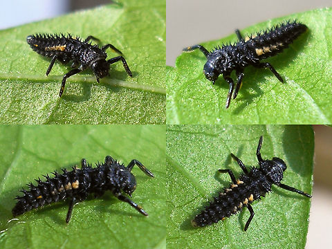 Harmonia quadripunctata - Younger larva Younger larva of Cream-streaked Ladybird (Harmonia quadripunctata) - probably early in 3rd stadium. Lots of colour pattern still missing and hence difficult to distinguish from Harmonia axyridis (needs good close-ups of dorso-lateral bristles) Coccinellidae,Coccinellinae,Coleoptera,Cream-streaked Ladybird,Harmonia,Harmonia quadripunctata,Ladybird,Larva,nl: Harlekijnlieveheersbeestje