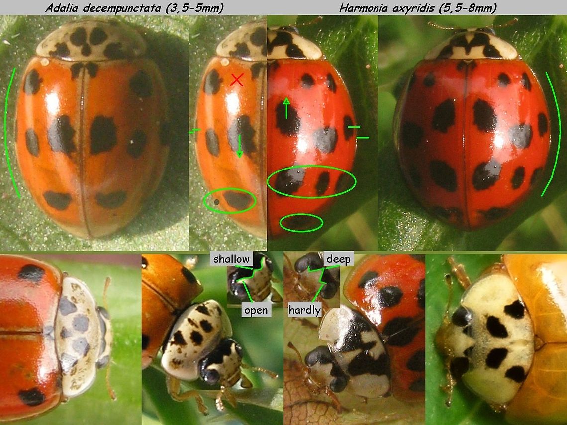 Adalia decempunctata vs Harmonia axyridis The size difference is usually clear enough to know which one you&#039;re looking at (compare this image):<br />
<figure class="photo"><a href="https://www.jungledragon.com/image/54350/harmonia_axyridis_vs_adalia_decempuntata_-_size_difference.html" title="Harmonia axyridis vs Adalia decempuntata - size difference"><img src="https://s3.amazonaws.com/media.jungledragon.com/images/3043/54350_thumb.jpg?AWSAccessKeyId=05GMT0V3GWVNE7GGM1R2&Expires=1767225610&Signature=sB5SXrNSL8BvBzAZy%2F75UnzWSMQ%3D" width="200" height="150" alt="Harmonia axyridis vs Adalia decempuntata - size difference Depending on the number of spots developed, these two can look very similar on photographs. In the field it is hardly ever a problem as on average the two species differ sufficiently in size to not get them confused.  Adalia decempunctata,Coccinellidae,Coccinellinae,Coleoptera,Harmonia axyridis,Ladybird ID help,nl: Aziatisch lieveheersbeestje,nl: Tienstippelig lieveheersbeestje" /></a></figure><br />
Nevertheless, from photo, when size is not clear, the two can be hard to identify.<br />
The collage above shows the differences in locations of the spots, but the spots can be partially or completely missing on both species, making it harder still(!)<br />
In that case look at the pattern on the _head_ (not on the pronotum!) to see which is which. Adalia decempunctata,Coccinellidae,Coccinellinae,Coleoptera,Har.axy. f. succinea,Harmonia axyridis,Ladybird,Ladybird ID help,nl: Aziatisch lieveheersbeestje,nl: Tienstippelig lieveheersbeestje
