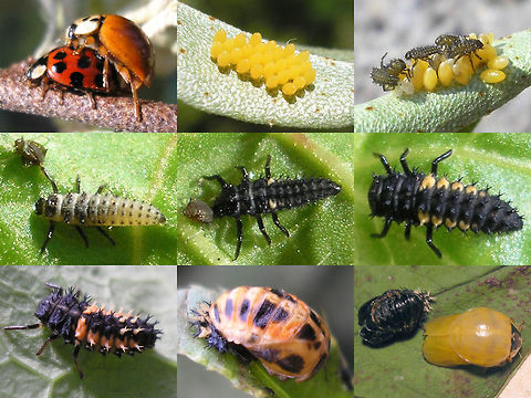 Development cycle of Harmonia axyridis Rather old collage (2007?), but still okay to show the various stages of development I suppose.
Has been on Wikimedia Commons for over a decade now and was picked up by various websites as well as used for the back cover of this printed booklet:
Baugn&eacute;e et al. & Segers (ed.) (2011) Velddeterminatietabel voor de lieveheersbeestjes van Belgi&euml; en Nederland.
https://books.google.nl/books?id=3WFP7QnxRSIC
 Coccinellidae,Coccinellinae,Coleoptera,Harlequin Ladybird,Harmonia,Harmonia axyridis,Ladybird,Larva,Pupa,development,invasive species,nl: Aziatisch lieveheersbeestje