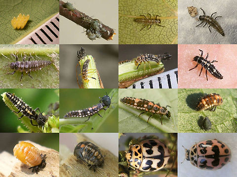 Oenopia conglobata - development Another old development cycle collage - this one showing Oenopia conglobata Coccinellidae,Coccinellinae,Coleoptera,Eggs,Larva,Oenopia,Oenopia conglobata,Pupa,development,nl: Vloeivleklieveheersbeestje