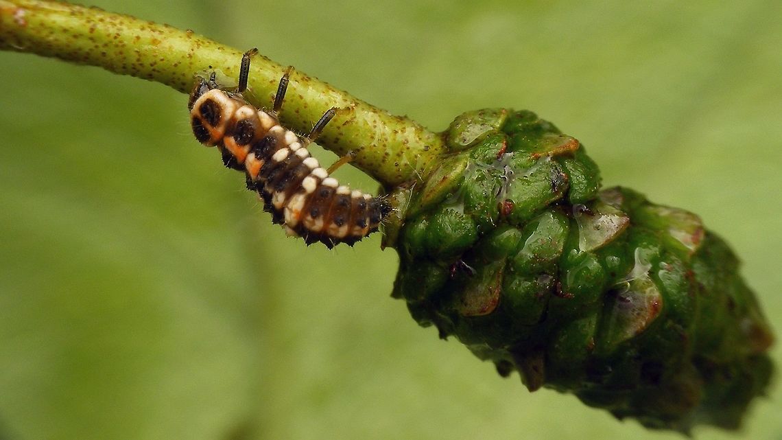 Oenopia conglobata - larva  Coccinellidae,Coccinellinae,Coleoptera,Larva,Oenopia,Oenopia conglobata,nl: Vloeivleklieveheersbeestje