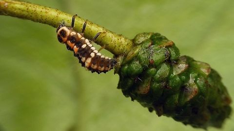 Oenopia conglobata - larva  Coccinellidae,Coccinellinae,Coleoptera,Larva,Oenopia,Oenopia conglobata,nl: Vloeivleklieveheersbeestje