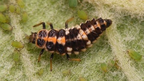 Oenopia conglobata - Larva eating  Coccinellidae,Coccinellinae,Coleoptera,Larva,Oenopia,Oenopia conglobata,nl: Vloeivleklieveheersbeestje