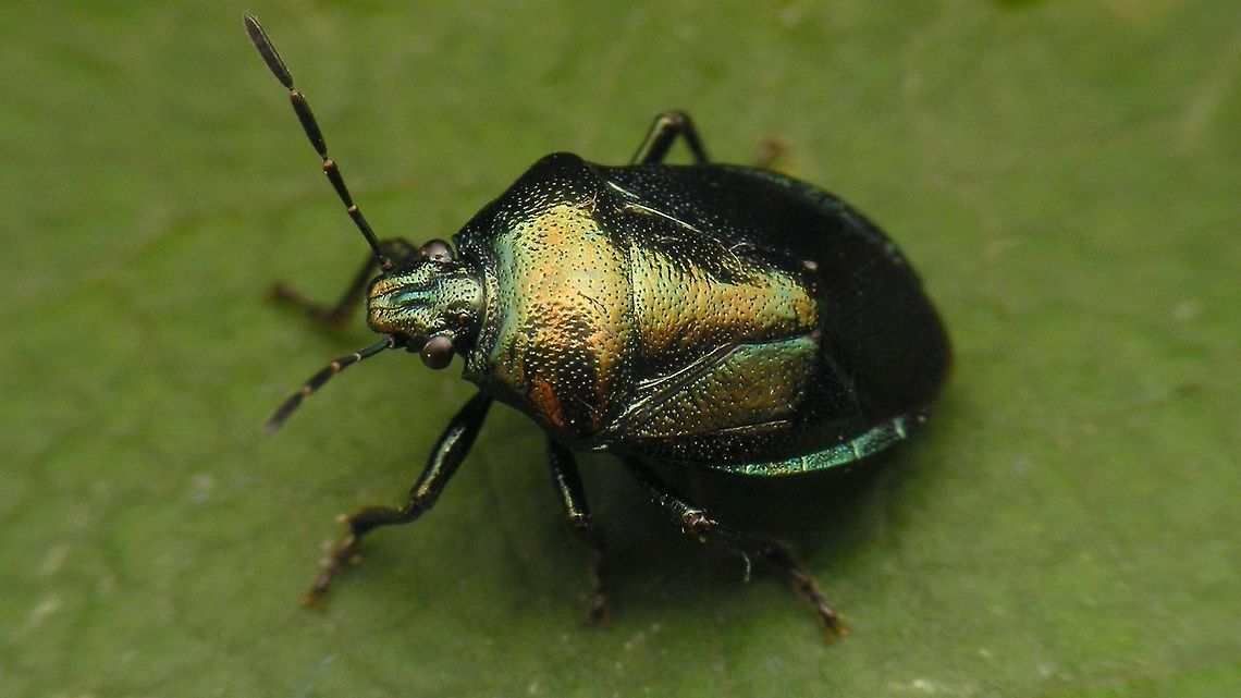 Zicrona caerulea Not the best light on this one, but my other images are even worse :o( Asopinae,Blue Bug,Hemiptera,Heteroptera,Pentatomidae,Pentatominae,Zicrona,Zicrona caerulea,nl: Blauwe schildwants