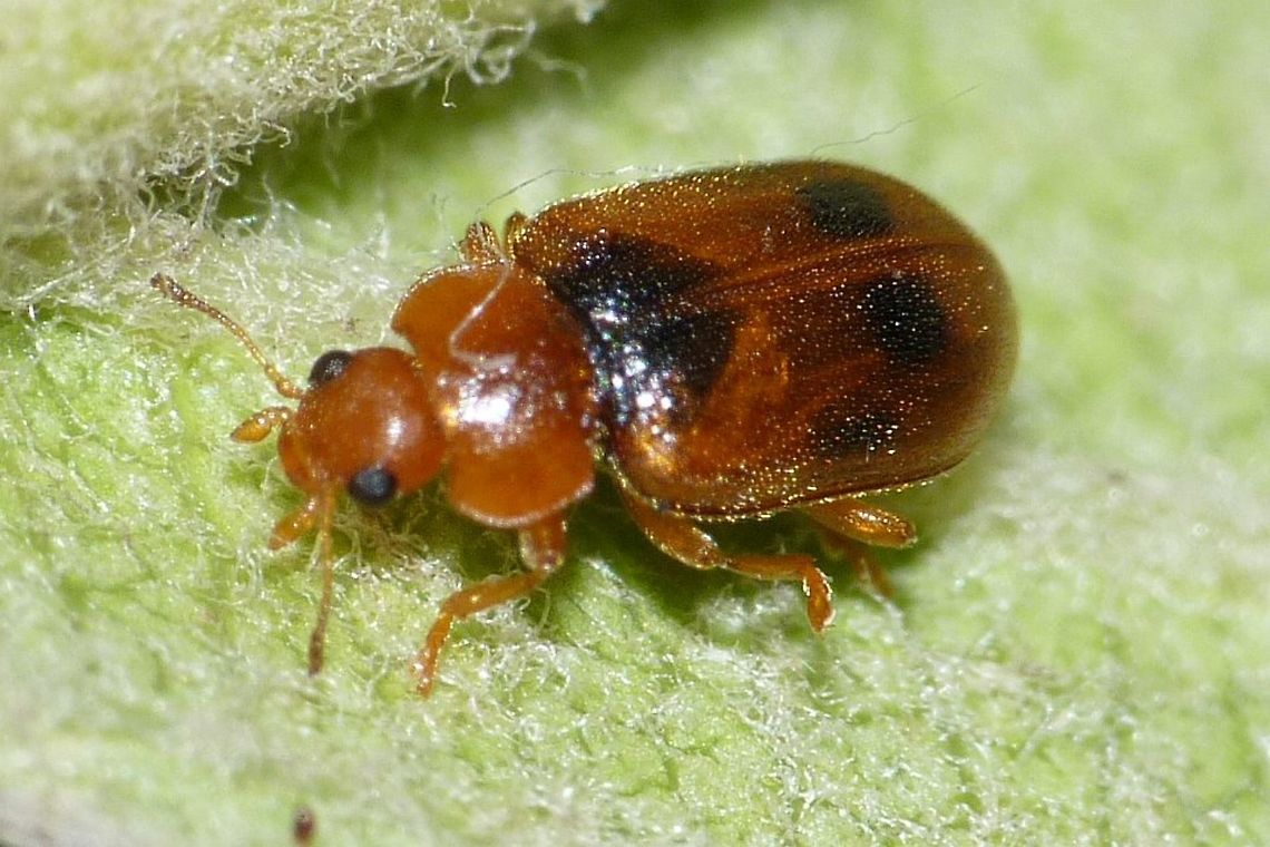 Coccidula scutellata Just to add the species ... horrible image Coccidula,Coccidula scutellata,Coccidulinae,Coccidulini,Coccinellidae,Coleoptera,nl: Gevlekt rietkapoentje