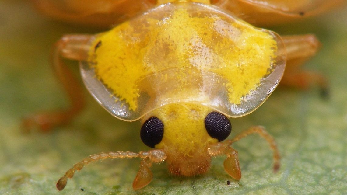 Halyzia sedecimguttata - Mugshot Portrait of an Orange Ladybird (Halyzia sedecimguttata)<br />
Remark: This image was also used on page 100 in the book &quot;Marienk&auml;fer, Coccinellidae&quot; (5th edition, 2022) by Klausnitzer et al. Die Neue Brehm-B&uuml;cherei, Band 451. <a href="https://www.neuebrehm.de/buecher/766-marienkaefer" rel="nofollow">https://www.neuebrehm.de/buecher/766-marienkaefer</a> Coccinellidae,Coccinellinae,Coleoptera,Halyzia,Halyzia sedecimguttata,Ladybird,Orange Ladybird,compound eyes,nl: Meeldauwlieveheersbeestje