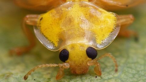 Halyzia sedecimguttata - Mugshot Portrait of an Orange Ladybird (Halyzia sedecimguttata)
Remark: This image was also used on page 100 in the book "Marienkäfer, Coccinellidae" (5th edition, 2022) by Klausnitzer et al. Die Neue Brehm-Bücherei, Band 451. https://www.neuebrehm.de/buecher/766-marienkaefer Coccinellidae,Coccinellinae,Coleoptera,Halyzia,Halyzia sedecimguttata,Ladybird,Orange Ladybird,compound eyes,nl: Meeldauwlieveheersbeestje