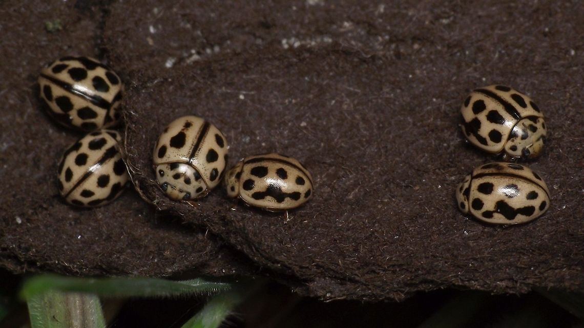 Tytthaspis sedecimpunctata - Grouping The Sixteen-spot Ladybird (Tytthaspis sedecimpunctata) is one of the species that has a tendency for aggregating, sometimes in huge numbers. This is but a tiny group.  Aggregating,Coccinellidae,Coccinellinae,Coleoptera,Ladybird,Sixteen-spot Ladybird,Tytthaspis,Tytthaspis sedecimpunctata,nl: Zestienstippelig lieveheersbeestje