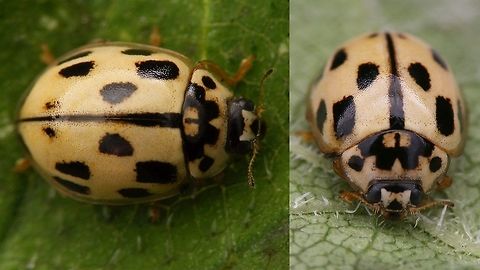 Propylea quatuordecimpunctata - Pale Somewhat more pale-ish form of the 14-Spot Ladybird (Propylea quatuordecimpunctata) Coccinellidae,Coccinellinae,Coleoptera,Fourteen-spot Ladybird,Ladybird,Propylea,Propylea quatuordecimpunctata,nl: Schaakbordlieveheersbeestje