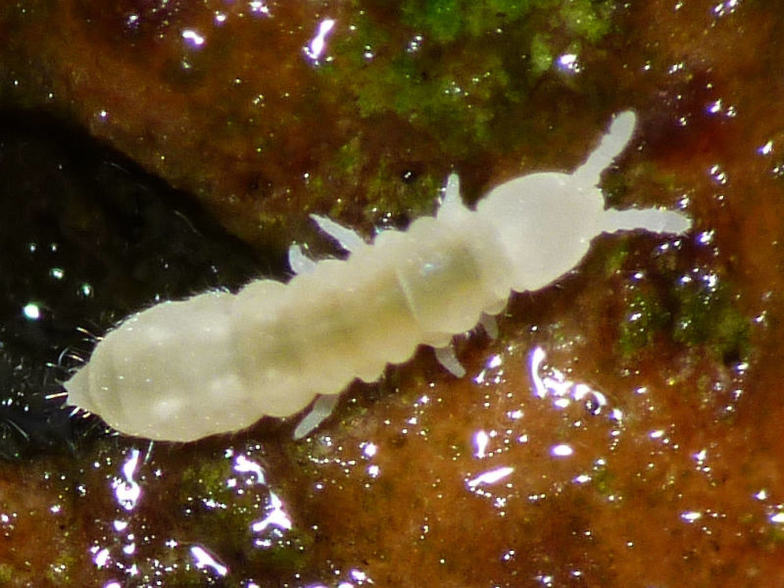 Protaphorura armata on leaf litter Small fungus-feeding springtail often found in soil or leaf litter. Apterygota,Collembola,Entognatha,Onychiuridae,Poduromorpha,Protaphorura,Protaphorura armata,Springtail