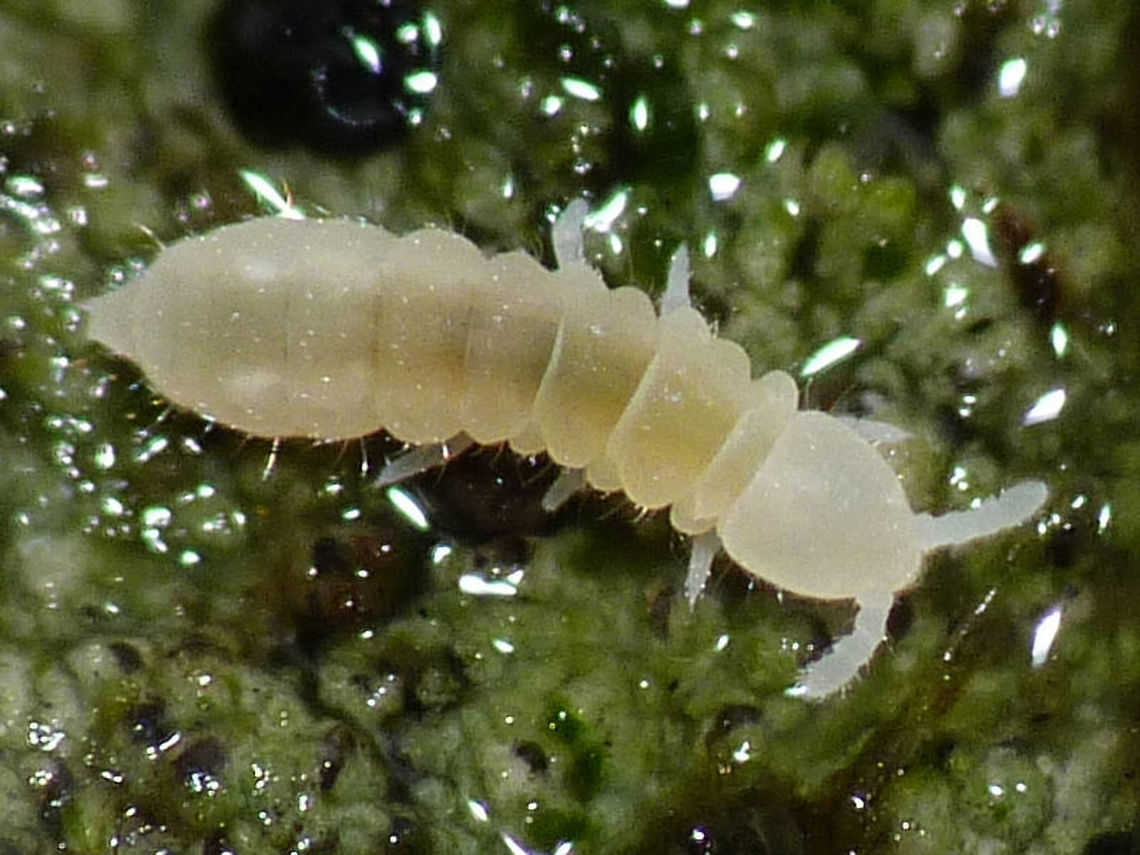 Protaphorura armata Small fungus-feeding springtail often found in soil or leaf litter. Apterygota,Collembola,Entognatha,Onychiuridae,Poduromorpha,Protaphorura,Protaphorura armata,Springtail