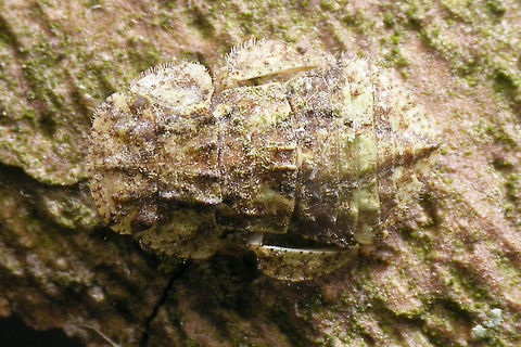 Ledra aurita - Nymph Nicely camouflaged nymph :o) Camouflage,Cicadellidae,Hemiptera,Ledra,Ledra aurita,Ledrinae,nymph