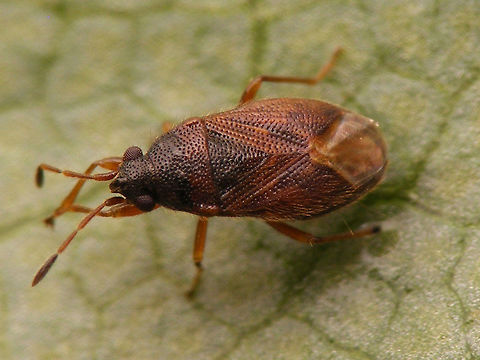 Stygnocoris sabulosus Another small ground bug. Hemiptera,Heteroptera,Lygaeidae,Stygnocoris,Stygnocoris sabulosus,nl: Glanzende donsrug