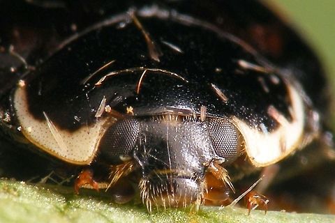 Harmonia axyridis - Mugshot black head Part of a series of close-ups showing various patterns on the head of Harlequin Ladybirds Coccinellidae,Coccinellinae,Coccinellini,Coleoptera,Harlequin Ladybird,Harlequin ladybird,Harmonia,Harmonia axyridis,Ladybird,close-up,nl: Aziatisch lieveheersbeestje