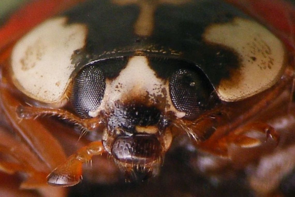 Harmonia axyridis - Mugshot dark below Part of a series of close-ups showing various patterns on the head of Harlequin Ladybirds Coccinellidae,Coccinellinae,Coccinellini,Coleoptera,Har.axy. f. succinea,Harlequin Ladybird,Harmonia,Harmonia axyridis,Ladybird,close-up,nl: Aziatisch lieveheersbeestje