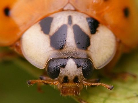 Harmonia axyridis - Mugshot typical Part of a series of close-ups showing various patterns on the head of Harlequin Ladybirds Coccinellidae,Coccinellinae,Coccinellini,Coleoptera,Har.axy. f. succinea,Harlequin Ladybird,Harmonia,Harmonia axyridis,Ladybird,close-up,nl: Aziatisch lieveheersbeestje