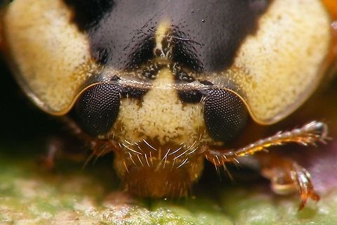 Harmonia axyridis - Mugshot white face Part of a series of close-ups showing various patterns on the head of Harlequin Ladybirds Coccinellidae,Coccinellinae,Coccinellini,Coleoptera,Har.axy. f. succinea,Harlequin Ladybird,Harmonia,Harmonia axyridis,Ladybird,close-up,nl: Aziatisch lieveheersbeestje