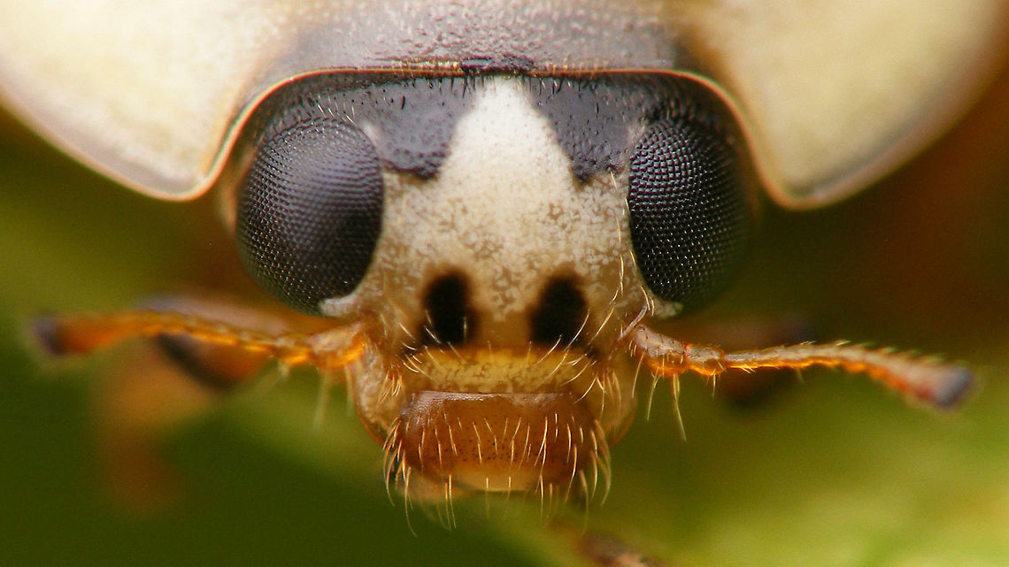 Harmonia axyridis - Mugshot hd Part of a series of close-ups showing various patterns on the head of Harlequin Ladybirds Coccinellidae,Coccinellinae,Coccinellini,Coleoptera,Har.axy. f. succinea,Harlequin Ladybird,Harmonia,Harmonia axyridis,Ladybird,close-up,nl: Aziatisch lieveheersbeestje