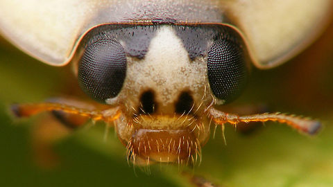 Harmonia axyridis - Mugshot hd Part of a series of close-ups showing various patterns on the head of Harlequin Ladybirds Coccinellidae,Coccinellinae,Coccinellini,Coleoptera,Har.axy. f. succinea,Harlequin Ladybird,Harmonia,Harmonia axyridis,Ladybird,close-up,nl: Aziatisch lieveheersbeestje