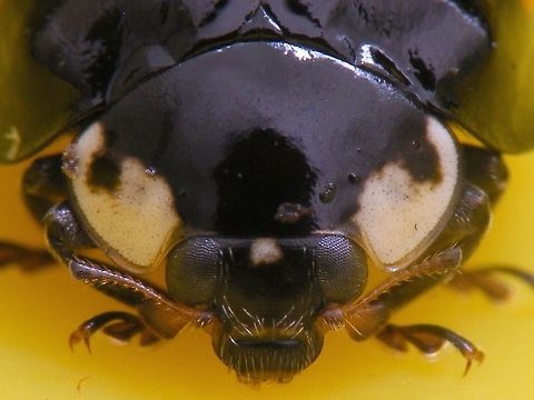 Harmonia axyridis - Mugshot white spot Part of a series of close-ups showing various patterns on the head of Harlequin Ladybirds Coccinellidae,Coccinellinae,Coccinellini,Coleoptera,Harlequin Ladybird,Harlequin ladybird,Harmonia,Harmonia axyridis,Ladybird,close-up,nl: Aziatisch lieveheersbeestje