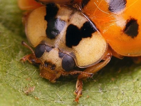 Harmonia axyridis - Portrait Part of a series of close-ups showing various patterns on the head of Harlequin Ladybirds Coccinellidae,Coccinellinae,Coccinellini,Coleoptera,Har.axy. f. succinea,Harlequin Ladybird,Harmonia,Harmonia axyridis,Ladybird,close-up,nl: Aziatisch lieveheersbeestje