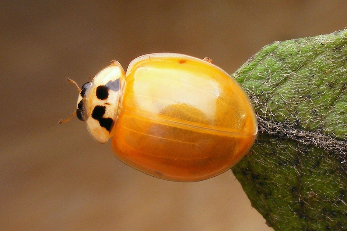 Harmonia axyridis f succinea - Teneral Still somewhat teneral, almost unspotted variant of a Harlequin forma Succinea. The lateral spots will get darker still, but these will be the only ones. Coccinellidae,Coccinellinae,Coccinellini,Coleoptera,Har.axy. f. succinea,Harlequin Ladybird,Harmonia,Harmonia axyridis,Ladybird,Teneral,nl: Aziatisch lieveheersbeestje