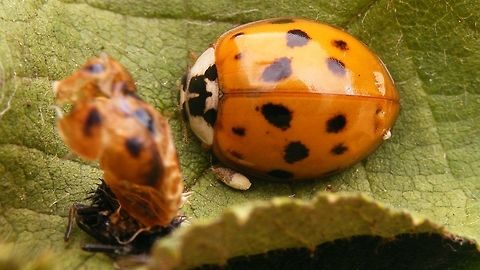 Harmonia axyridis f succinea with exuviae Succinea form of the Harlequin Ladybird, sitting next to the exuviae it came out of (about a day earlier). The typical dents in the bum are clearly visible. Coccinellidae,Coccinellinae,Coccinellini,Coleoptera,Har.axy. f. succinea,Harlequin Ladybird,Harmonia,Harmonia axyridis,Ladybird