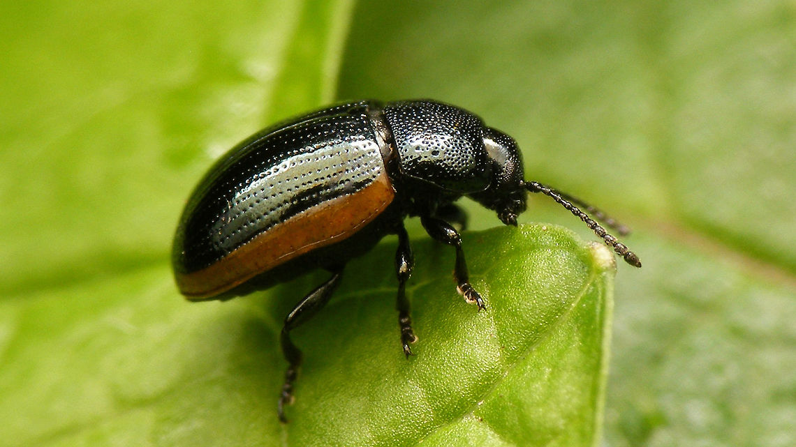 Prasocuris glabra - Lateral A scarce Leaf Beetle of damp environments (Dutch name: Breed Moerashaantje - &quot;moeras&quot; is a swamp/marsh) Chrysomelidae,Chrysomelinae,Coleoptera,Hydrothassa,Prasocuris,Prasocuris glabra,nl: Breed Moerashaantje