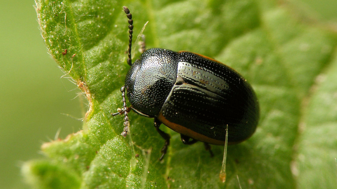 Prasocuris glabra - dorsal A scarce Leaf Beetle of damp environments (Dutch name: Breed Moerashaantje - &quot;moeras&quot; is a swamp/marsh) Chrysomelidae,Chrysomelinae,Coleoptera,Hydrothassa,Prasocuris,Prasocuris glabra,nl: Breed Moerashaantje